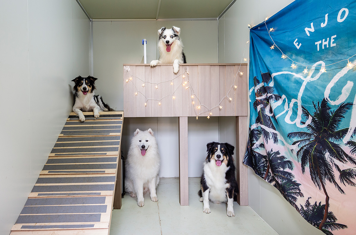 「執(zhí)子之爪」Happy宅，4只汪の游樂(lè)園之家，養(yǎng)寵教科書(shū)~ 